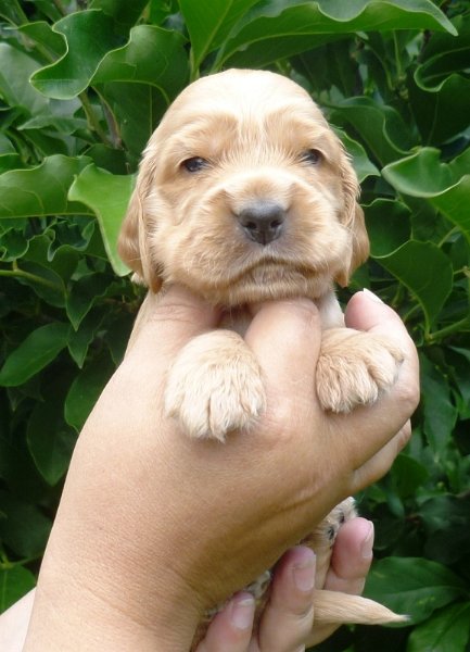 16 - 3.pejsek (žlutá).JPG